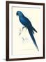 Blue and Yellow Macaw - Ara Ararauna-Edward Lear-Framed Art Print