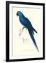 Blue and Yellow Macaw - Ara Ararauna-Edward Lear-Framed Art Print