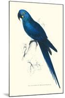 Blue and Yellow Macaw - Ara Ararauna-Edward Lear-Mounted Art Print