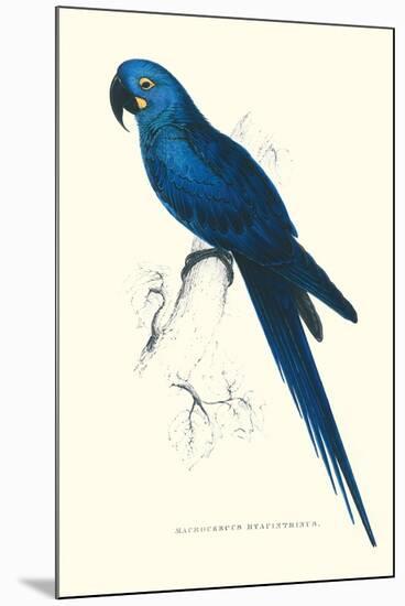 Blue and Yellow Macaw - Ara Ararauna-Edward Lear-Mounted Art Print