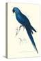 Blue and Yellow Macaw - Ara Ararauna-Edward Lear-Stretched Canvas