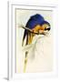 Blue and Yellow Macaw, Ara Ararauna-Edward Lear-Framed Giclee Print