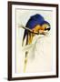 Blue and Yellow Macaw, Ara Ararauna-Edward Lear-Framed Giclee Print