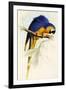 Blue and Yellow Macaw, Ara Ararauna-Edward Lear-Framed Giclee Print