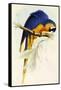 Blue and Yellow Macaw, Ara Ararauna-Edward Lear-Framed Stretched Canvas