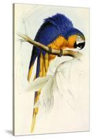 Blue and Yellow Macaw, Ara Ararauna-Edward Lear-Stretched Canvas