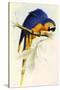 Blue and Yellow Macaw, Ara Ararauna-Edward Lear-Stretched Canvas