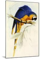 Blue and Yellow Macaw, Ara Ararauna-Edward Lear-Mounted Giclee Print