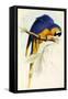 Blue and Yellow Macaw, Ara Ararauna-Edward Lear-Framed Stretched Canvas