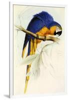 Blue and Yellow Macaw, Ara Ararauna-Edward Lear-Framed Giclee Print