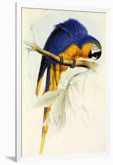 Blue and Yellow Macaw, Ara Ararauna-Edward Lear-Framed Giclee Print