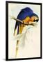 Blue and Yellow Macaw, Ara Ararauna-Edward Lear-Framed Giclee Print