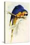 Blue and Yellow Macaw, Ara Ararauna-Edward Lear-Stretched Canvas