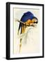 Blue and Yellow Macaw, Ara Ararauna-Edward Lear-Framed Giclee Print