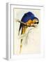 Blue and Yellow Macaw, Ara Ararauna-Edward Lear-Framed Giclee Print