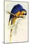 Blue and Yellow Macaw, Ara Ararauna-Edward Lear-Mounted Giclee Print