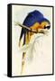 Blue and Yellow Macaw, Ara Ararauna-Edward Lear-Framed Stretched Canvas