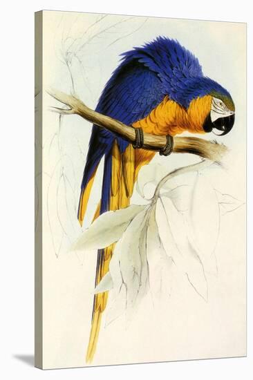 Blue and Yellow Macaw, Ara Ararauna-Edward Lear-Stretched Canvas