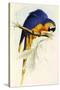Blue and Yellow Macaw, Ara Ararauna-Edward Lear-Stretched Canvas