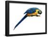 Blue-And-Yellow Macaw (Ara Araruna), Birds-Encyclopaedia Britannica-Framed Poster