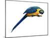 Blue-And-Yellow Macaw (Ara Araruna), Birds-Encyclopaedia Britannica-Mounted Poster