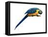 Blue-And-Yellow Macaw (Ara Araruna), Birds-Encyclopaedia Britannica-Framed Stretched Canvas