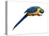 Blue-And-Yellow Macaw (Ara Araruna), Birds-Encyclopaedia Britannica-Stretched Canvas