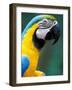 Blue and Yellow Macaw, Iguacu National Park, Bolivia-Art Wolfe-Framed Photographic Print