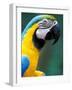 Blue and Yellow Macaw, Iguacu National Park, Bolivia-Art Wolfe-Framed Photographic Print