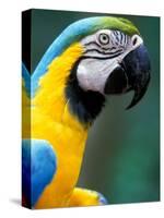 Blue and Yellow Macaw, Iguacu National Park, Brazil-Art Wolfe-Stretched Canvas