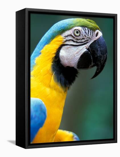 Blue and Yellow Macaw, Iguacu National Park, Brazil-Art Wolfe-Framed Stretched Canvas