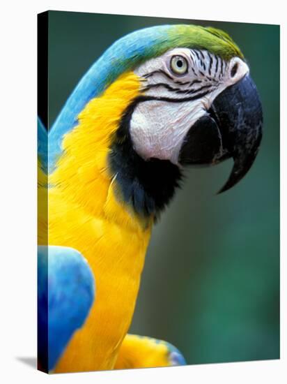 Blue and Yellow Macaw, Iguacu National Park, Brazil-Art Wolfe-Stretched Canvas