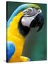 Blue and Yellow Macaw, Iguacu National Park, Brazil-Art Wolfe-Stretched Canvas