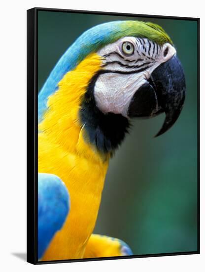 Blue and Yellow Macaw, Iguacu National Park, Brazil-Art Wolfe-Framed Stretched Canvas