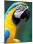 Blue and Yellow Macaw, Iguacu National Park, Brazil-Art Wolfe-Mounted Premium Photographic Print