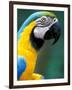 Blue and Yellow Macaw, Iguacu National Park, Brazil-Art Wolfe-Framed Premium Photographic Print