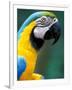 Blue and Yellow Macaw, Iguacu National Park, Brazil-Art Wolfe-Framed Premium Photographic Print