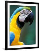 Blue and Yellow Macaw, Iguacu National Park, Brazil-Art Wolfe-Framed Premium Photographic Print