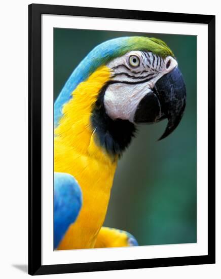Blue and Yellow Macaw, Iguacu National Park, Brazil-Art Wolfe-Framed Premium Photographic Print