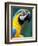 Blue and Yellow Macaw, Iguacu National Park, Brazil-Art Wolfe-Framed Photographic Print