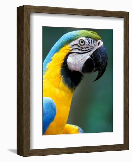 Blue and Yellow Macaw, Iguacu National Park, Brazil-Art Wolfe-Framed Photographic Print