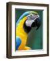 Blue and Yellow Macaw, Iguacu National Park, Brazil-Art Wolfe-Framed Photographic Print