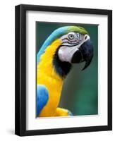 Blue and Yellow Macaw, Iguacu National Park, Brazil-Art Wolfe-Framed Photographic Print