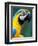 Blue and Yellow Macaw, Iguacu National Park, Brazil-Art Wolfe-Framed Photographic Print