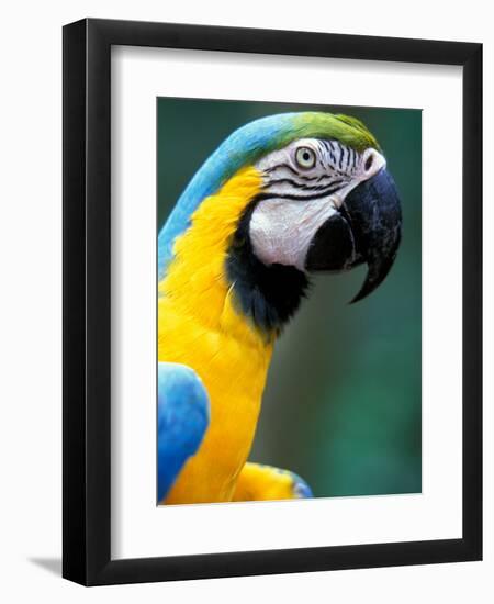 Blue and Yellow Macaw, Iguacu National Park, Brazil-Art Wolfe-Framed Photographic Print