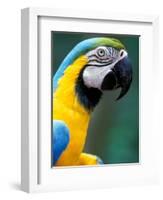 Blue and Yellow Macaw, Iguacu National Park, Brazil-Art Wolfe-Framed Photographic Print