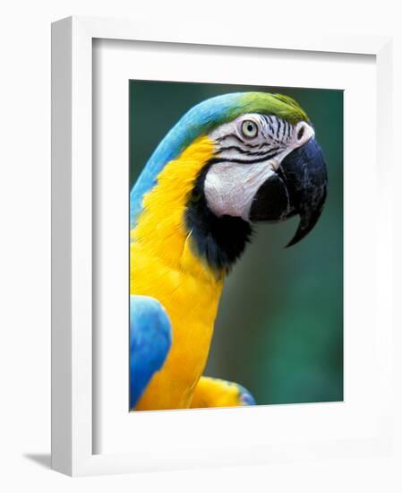 Blue and Yellow Macaw, Iguacu National Park, Brazil-Art Wolfe-Framed Photographic Print