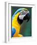 Blue and Yellow Macaw, Iguacu National Park, Brazil-Art Wolfe-Framed Photographic Print