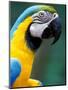 Blue and Yellow Macaw, Iguacu National Park, Brazil-Art Wolfe-Mounted Photographic Print