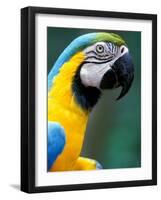 Blue and Yellow Macaw, Iguacu National Park, Brazil-Art Wolfe-Framed Photographic Print